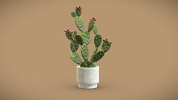 Cactus Opuntia pot, tropical, cactus, indoor, potted, opuntia