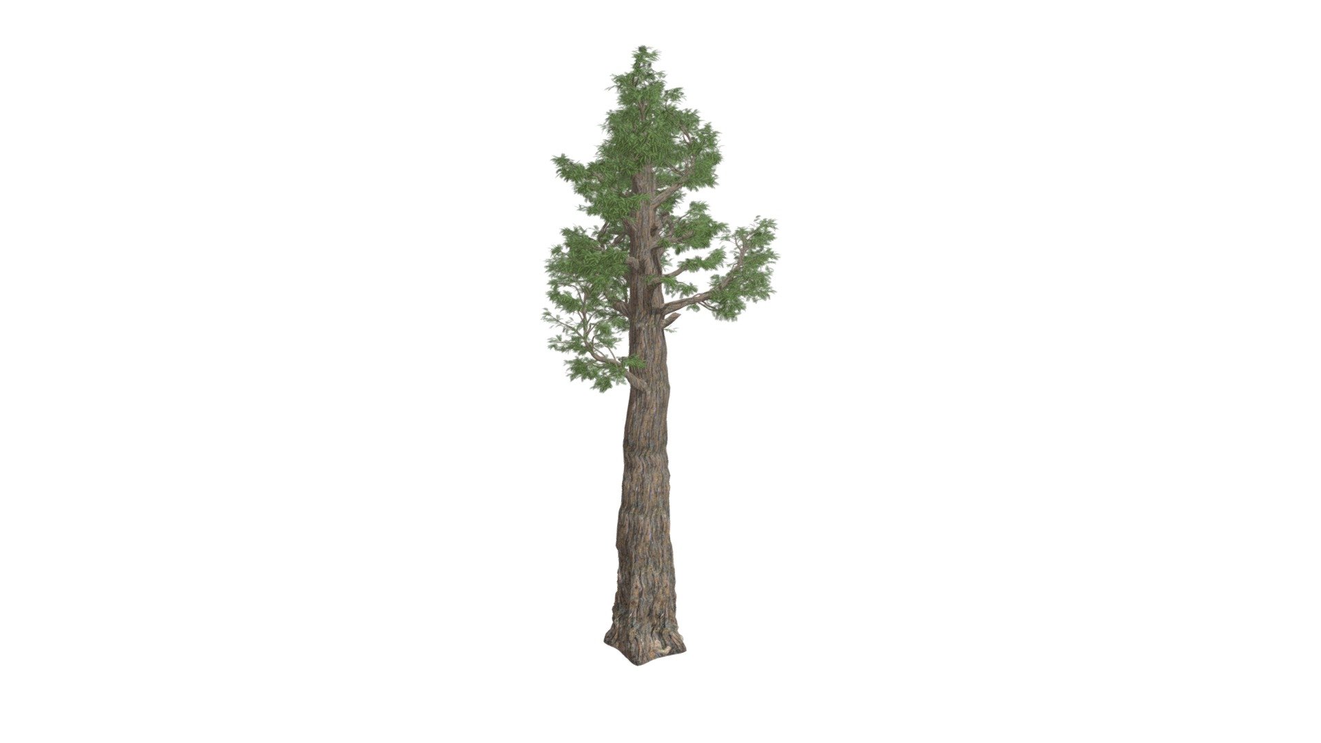 This 3D model of the Giant Redwood (Sequoia) Tree is a highly detailed and photorealistic option suitable for architectural, landscaping, and video game projects. The model is designed with carefully crafted textures that mimic the natural beauty of a real Giant Redwood (Sequoia) Tree. Its versatility allows it to bring a touch of realism to any project, whether it's a small architectural rendering or a large-scale landscape design. Additionally, the model is optimized for performance and features efficient UV mapping. This photorealistic 3D model is the perfect solution for architects, landscapers, and game developers who want to enhance the visual experience of their project with a highly detailed, photorealistic Giant Redwood (Sequoia) Tree 3d model