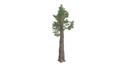 Giant Redwood (Sequoia) Tree #08 tree, giant, realistic, photoreal, conifer, sequoia, redwood