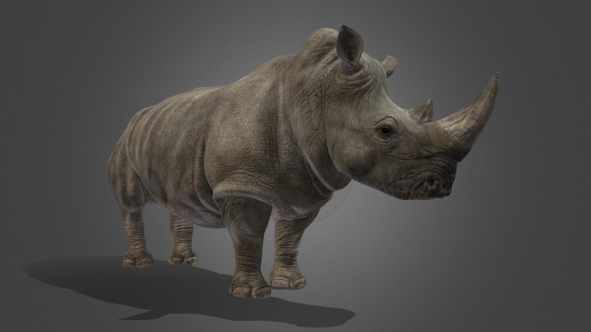 Rhine high detailed - Rhino - Download Free 3D model by Al-Deezel (@Al-dezel) 3d model