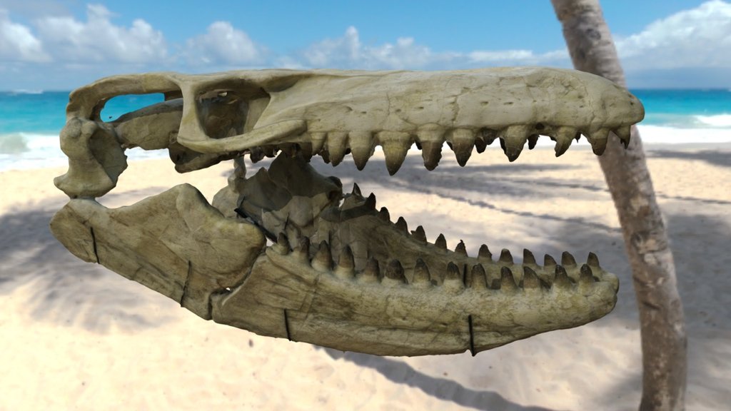 Mosasauro Skull - Mosasauro - Download Free 3D model by waltermatrix 3d model