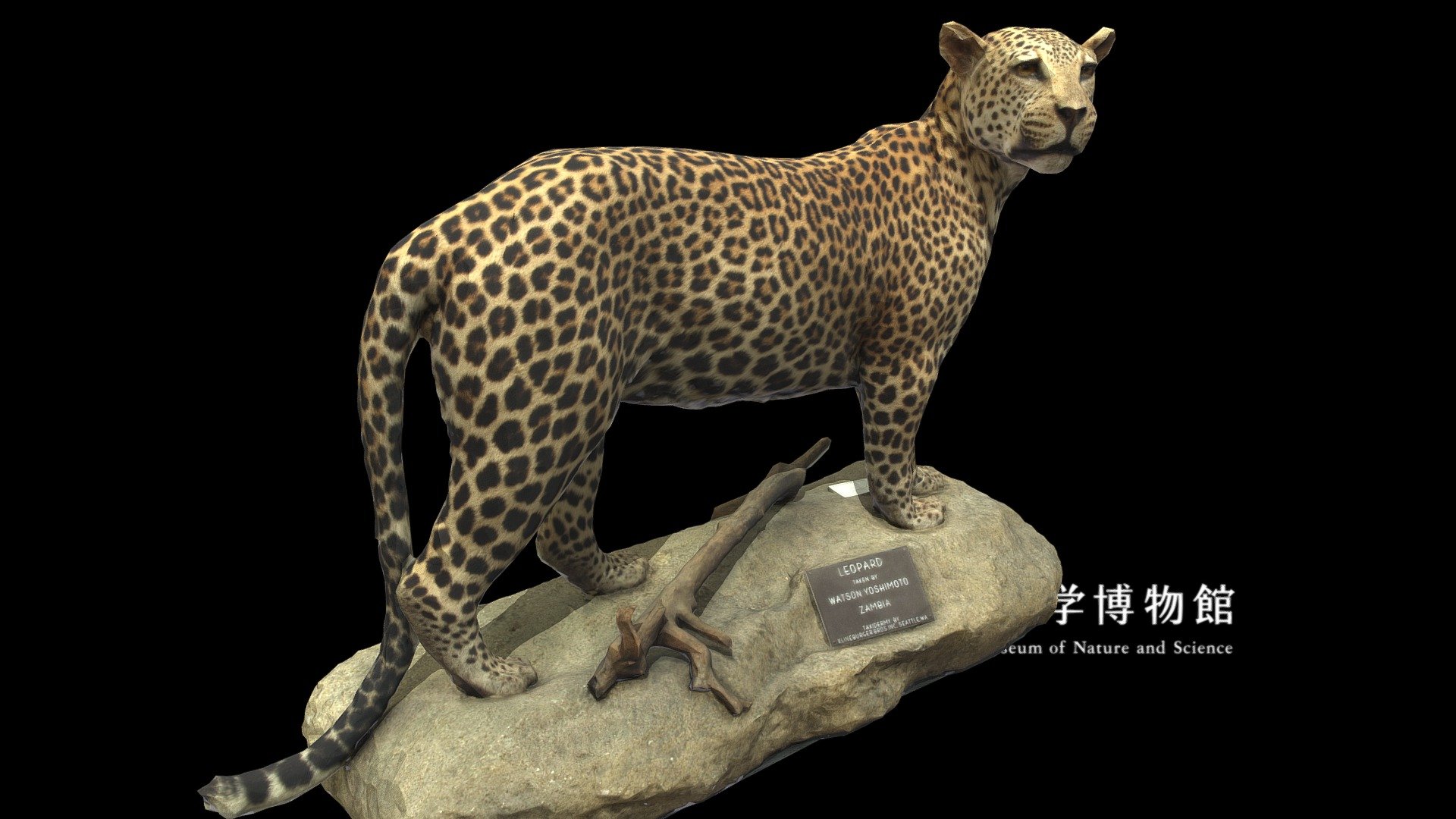 ■ About specimen



Scientific name : Panthera pardus

Japanese vernacular name : ヒョウ

English vernacular name : Leopard

Specimen type : Taxidermy specimen

Collection date : 1981-07

Collection place : Luangwa Valley, Kafue, Bangweulu, ZAMBIA

See also : record page on the &ldquo;Yoshimoto 3D