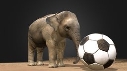 Asian Baby Elephant 3D Model (In Viet Nam) asianelephant, asianbabyelephant, babyelephant