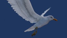 seagul v2 bird, seagull