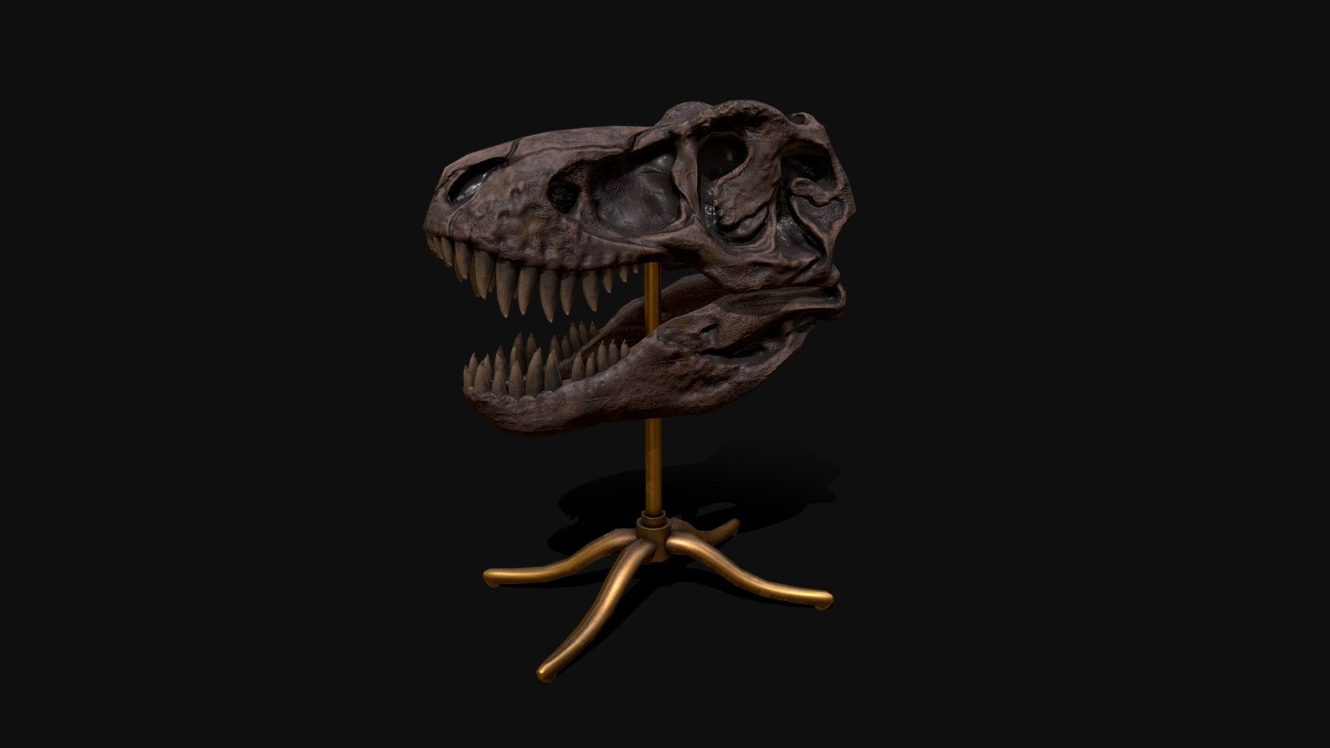 A fossilized t-rex skull on a brass display 3d model