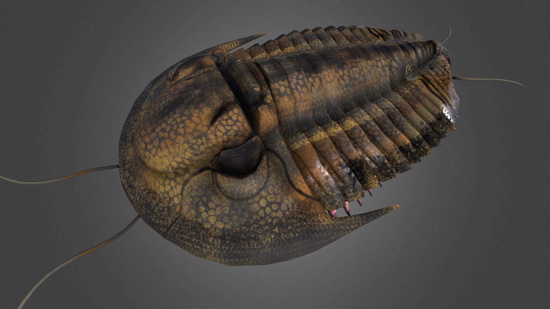 Proetida is an order of trilobite that lived from the Ordovician to the Permian 3d model