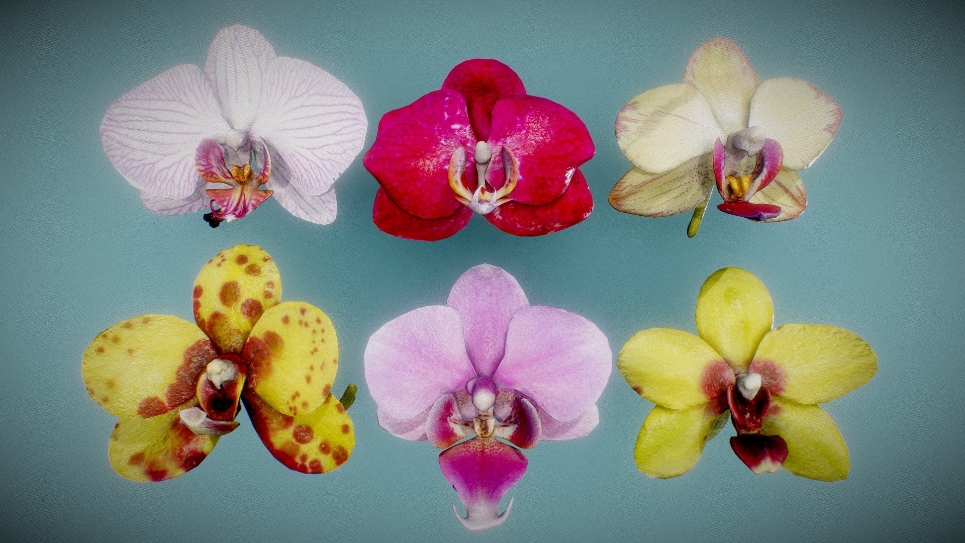 6 3D Scanned Orchid Flowers. OBJ format with 1k Texture and Diffuse Maps. Low Poly Quad Geometry 3d model