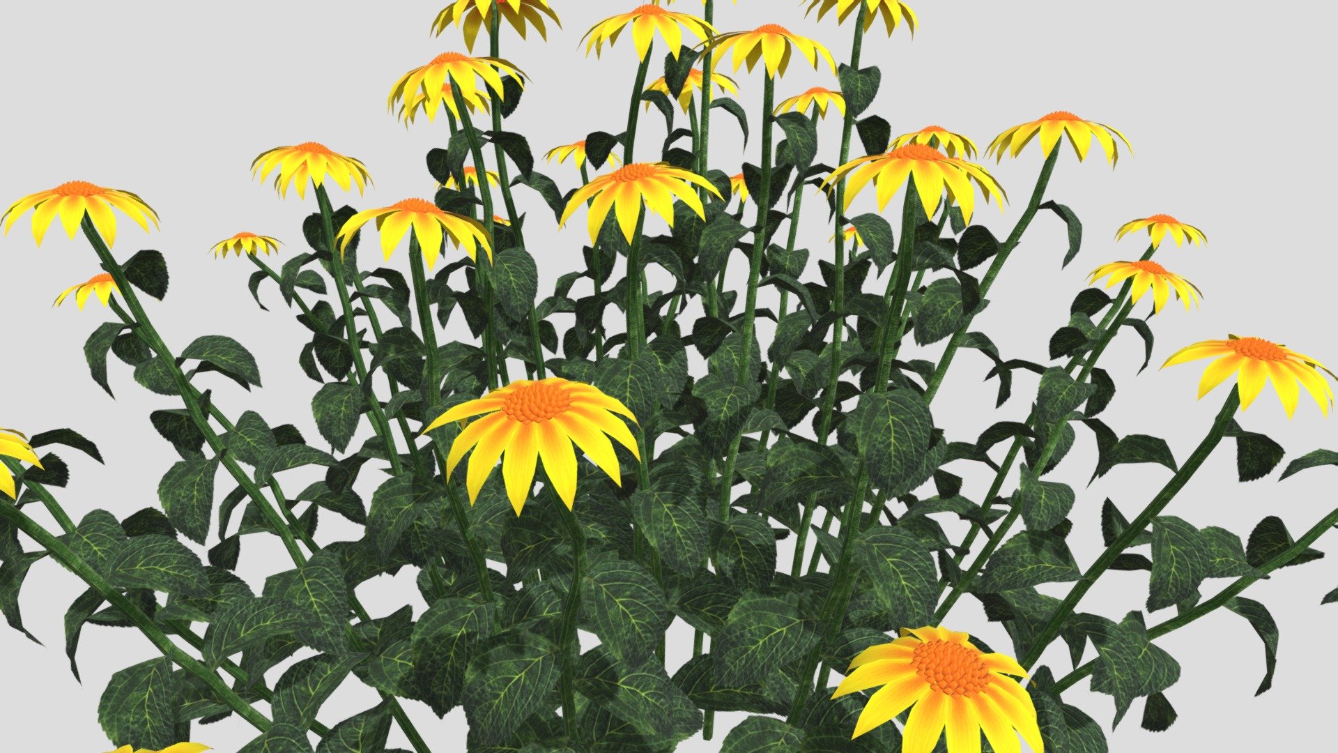 Echinacea Flower 3d model, File formats in the attached folder: 3ds, c4d, obj, stl 3d model