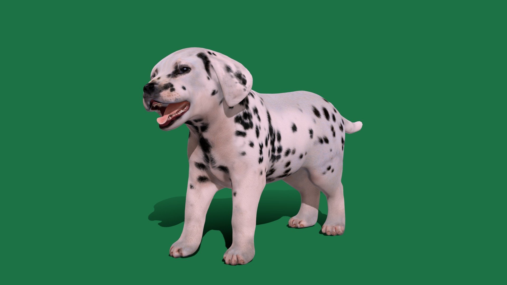 Dalmatian Dog Breed(Puppy) Croatia,Dalmatia

Canis lupus familiaris Animal Mammal(hunting Dog)Cute,Pet

1 Draw Calls

MidPoly

Game Ready(Character)

Subdivision Surface Ready

15-Animations 

4K PBR Textures 1 Material

Unreal/Unity FBX 

Blend File 3.6.5 LTS/4 Plus

USDZ File(AR Ready). Real Scale Dimension (Xcode ,Reality Composer, Keynote Ready)

Textures File


GLB/GlTF  (Unreal 5.1 Plus Native Support,Godot,Spark AR,Lens Studio,Effector,Spline,Play Canvas,Omniverse,GDevelop-5,BuildBox)




Triangles -31090



Faces -16590

Edges -32243

Vertices -15658

Diffuse,Metallic,Roughness,Normal Map,Specular Map,AO

Dalmatian puppies are born white and usually develop spots around four weeks old.known for their white coats with dark spots,come in black, white or liver and white color combinations.The Dalmatian is a breed of dog with a white coat marked with dark-coloured spots. Originally bred as a hunting dog, it was  used as a carriage dog in its early days 3d model