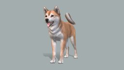Dog dog, pet, shiba, inu, shibainu, akita, animal, noai