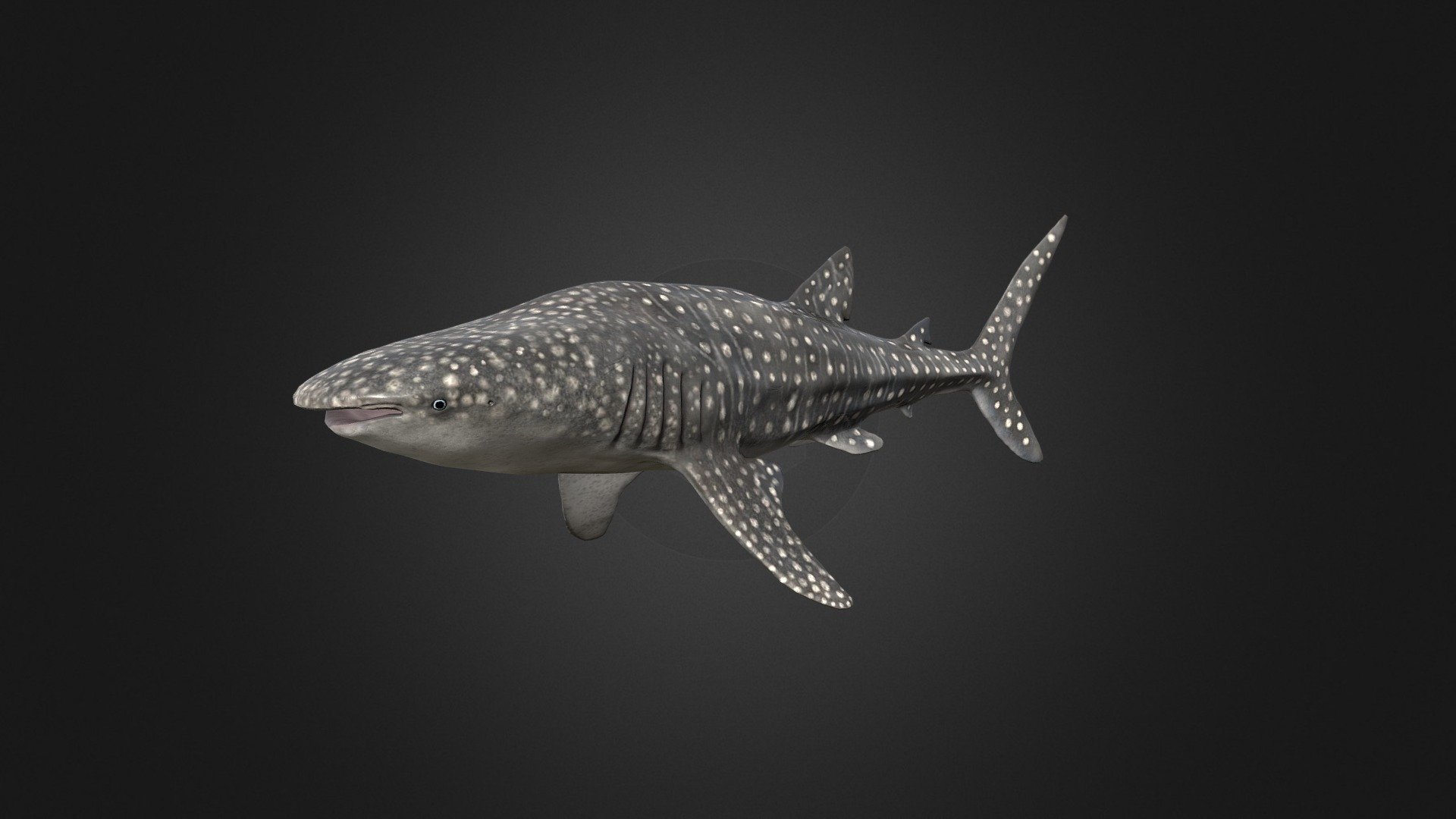 This asset has Whale Shark model.

Model has 4 LOD.


11550 tris
9050 tris
6100 tris
3700 tris

Diffuse, normal and metallic / Smoothness maps (2048x2048).

37 animations (IP/RM)

Attack 1-2, death,eat, hit (back,front,midle), idle 1-2, ,swim attack ,swim (f-fl-fr-fu-fd), swim fast (f-fl-fr-fu-fd), turn (left,right) etc.

If you have any questions, please contact us by mail: Chester9292@mail.ru - Whale Shark - Buy Royalty Free 3D model by Darina3D 3d model