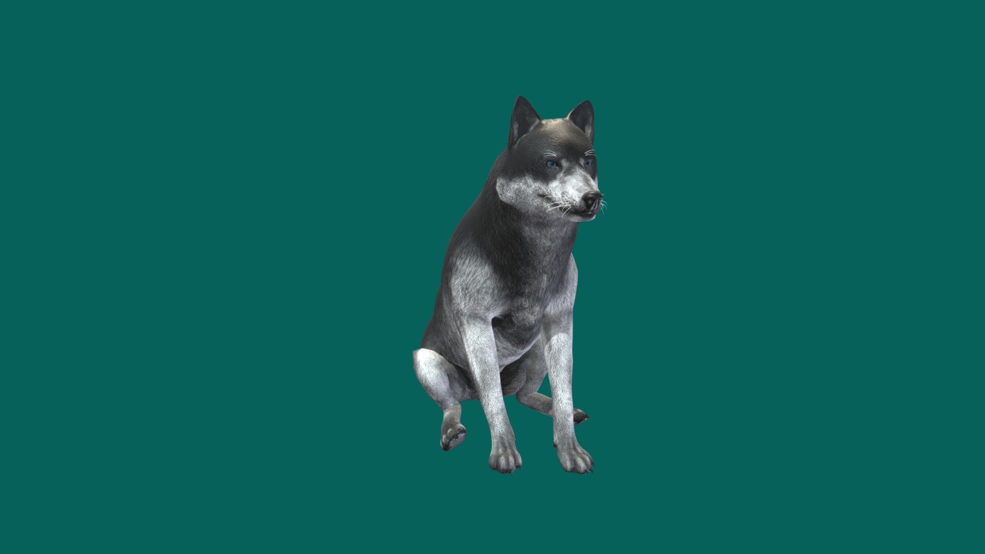 The wolf, also known as the gray wolf or grey wolf, is a large canine native to Eurasia and North America. More than thirty subspecies of Canis lupus have been recognized, and gray wolves, as popularly understood, comprise wild subspecies. The wolf is the largest extant member of the family Canidae 3d model