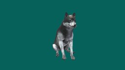Gray Wolf  🐺 ar, asset, creature, animal, wolf, graywolf, nyilonelycompany