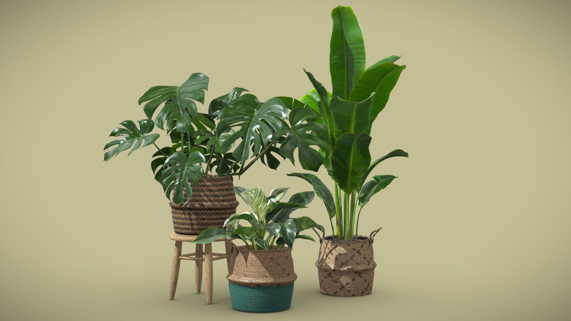 Indoor Plants Pack 16

This selection of indoor exotic plants will provide a nice touch to your interior renders. I kept the polycount relatively low but you can also subdivide the model if you need more definition. 




Strelitzia reginae

Monstera Deliciosa

Philodendron Birkin Variegata

4k Textures




Vertices  51 558

Polygons  48 142

Triangles 95 249
 - Indoor Plants Pack 16 - Buy Royalty Free 3D model by AllQuad 3d model