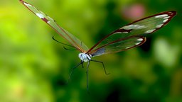 Greta oto  glasswing butterfly