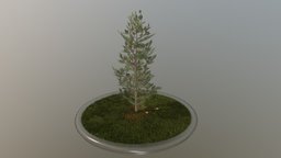 Pine Tree tree, plant, terrain, pine, evergreen, vegetation, nature, needle, game-ready, spruce, fir, conifer, vis-all-3d, software-service-john-gmbh, low-poly