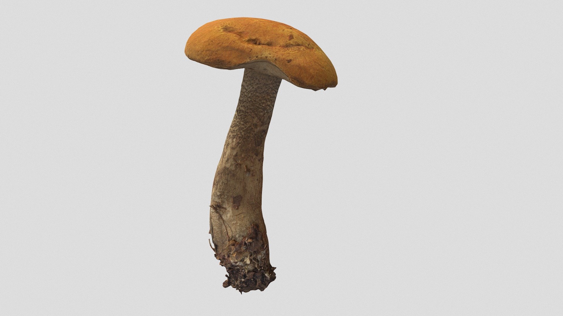 An edible mushroom from boletus family famous of its red colour cap. 
Photogrammetry model with 8k per textures 3d model