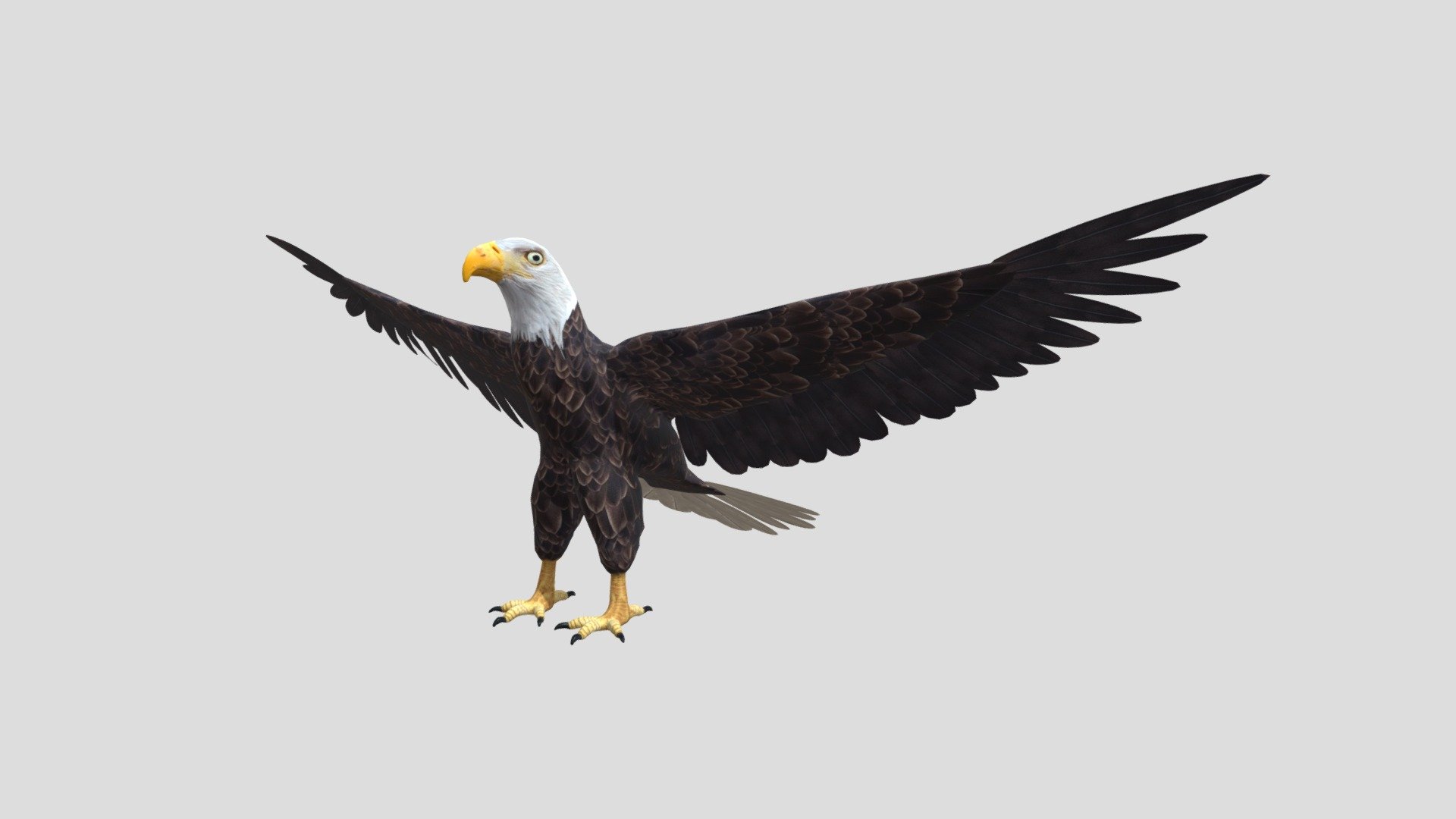 Digital 3d model of Bald eagle.

The product includes:

-The model is one single object

-All textures and materials are mapped in every format.

-Textures JPEG- color,normal and roughness maps

-Texture size 4096 x 4096 pxls.

-No special plugin needed to open scene 3d model