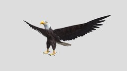 Bald Eagle bird, eagle, hunter, raptor, wild, predator, america, american, nature, alaska, feather, wildlife, prey, bald, usa, animal, wing, birdwatching