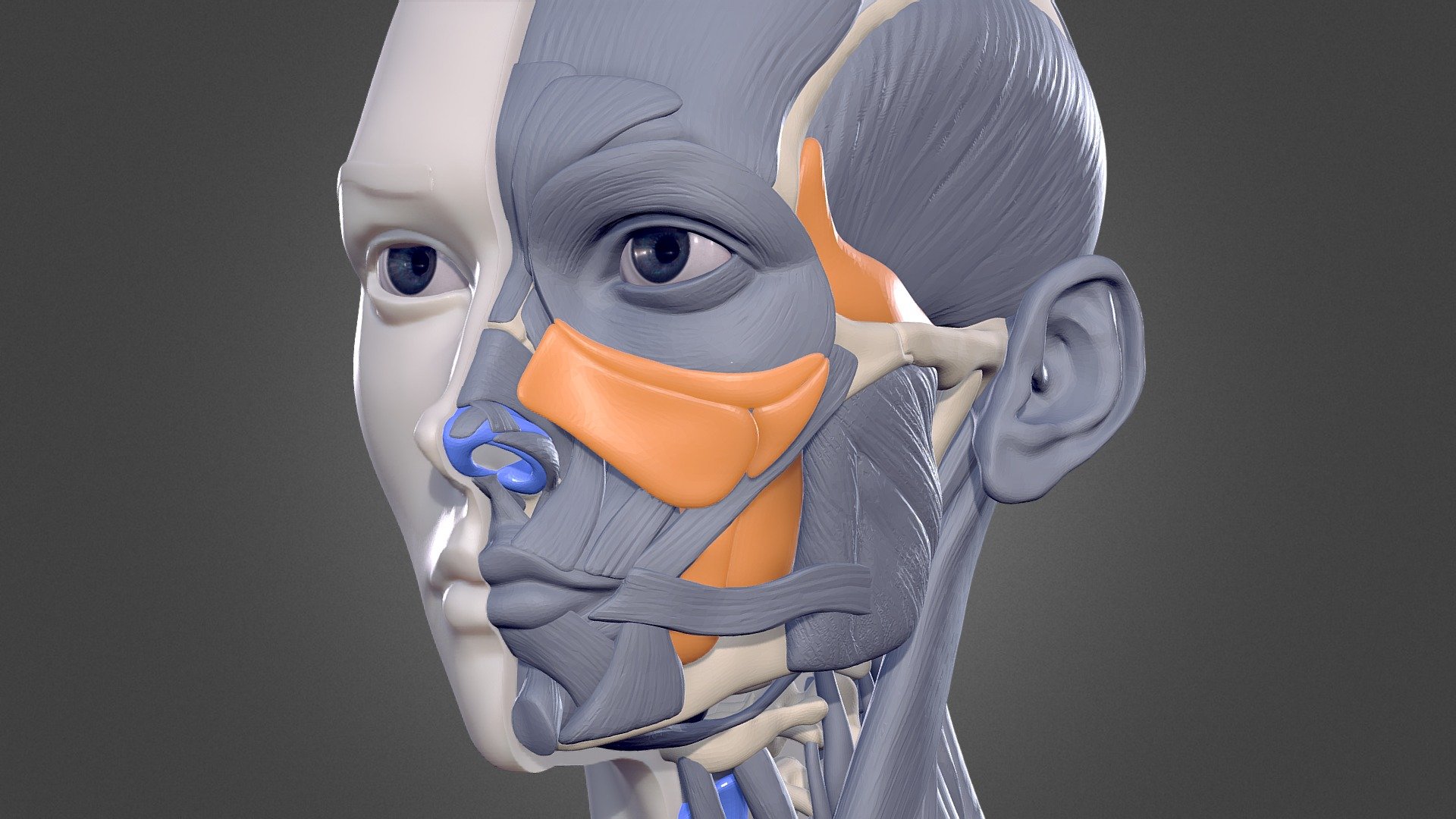 Hello there,
This project was meant to study anatomy of the human head, while creating something pretty with it, I've learned so much in the process.
Want to see this model in X-Ray? check: https://www.artstation.com/artwork/28BQOB
Hope you like it - Female Bust - Human Anatomy Study - 3D model by Hossam (@hossam.ahmed) 3d model