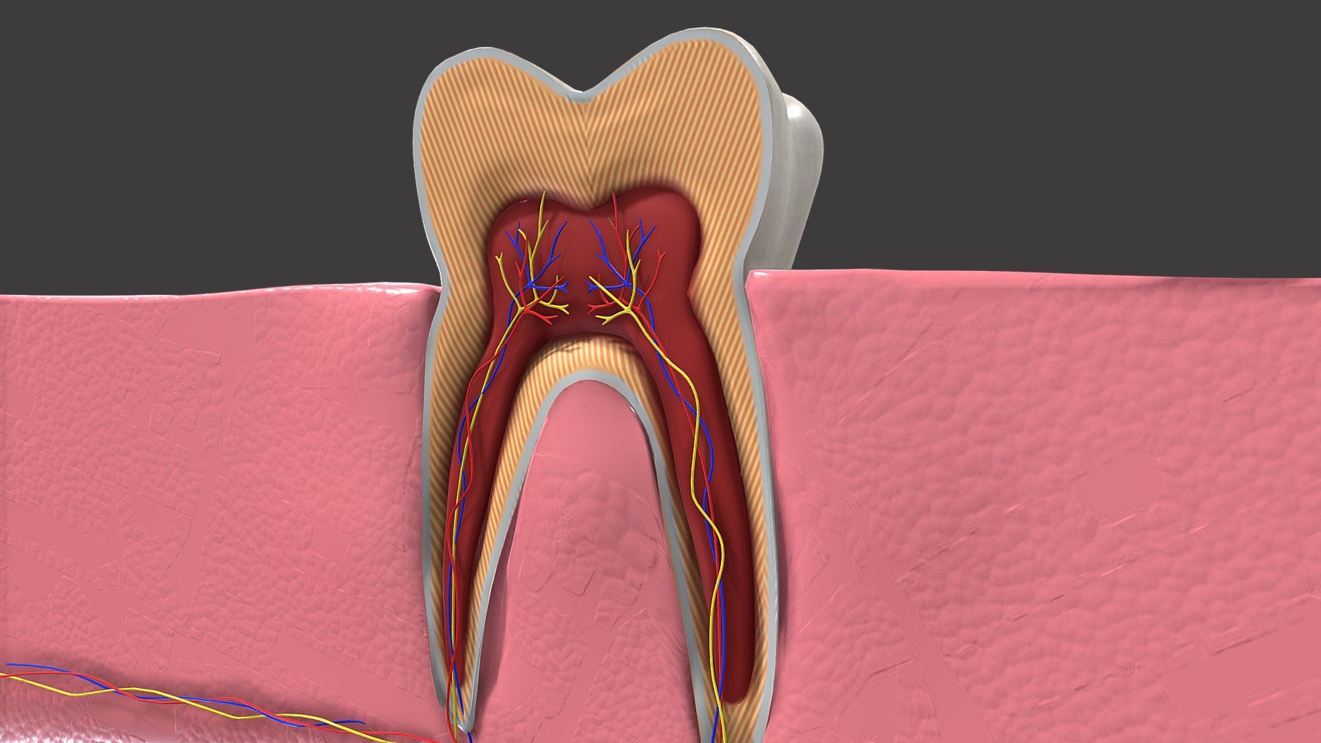 A detailed model perfect for educational training and dental procedure showcases.
The tooth gums and blood vessels are individual objects so you can hide sections of the model for your demonstration 3d model