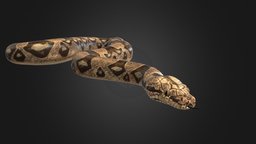 high detailed Snake snail, high, detail, snake, detailed, quixel, hq, snakes, highresolution, details, high-quality, high-resolution, highquality, high-detail, detailed-model, high-quality-3d-model