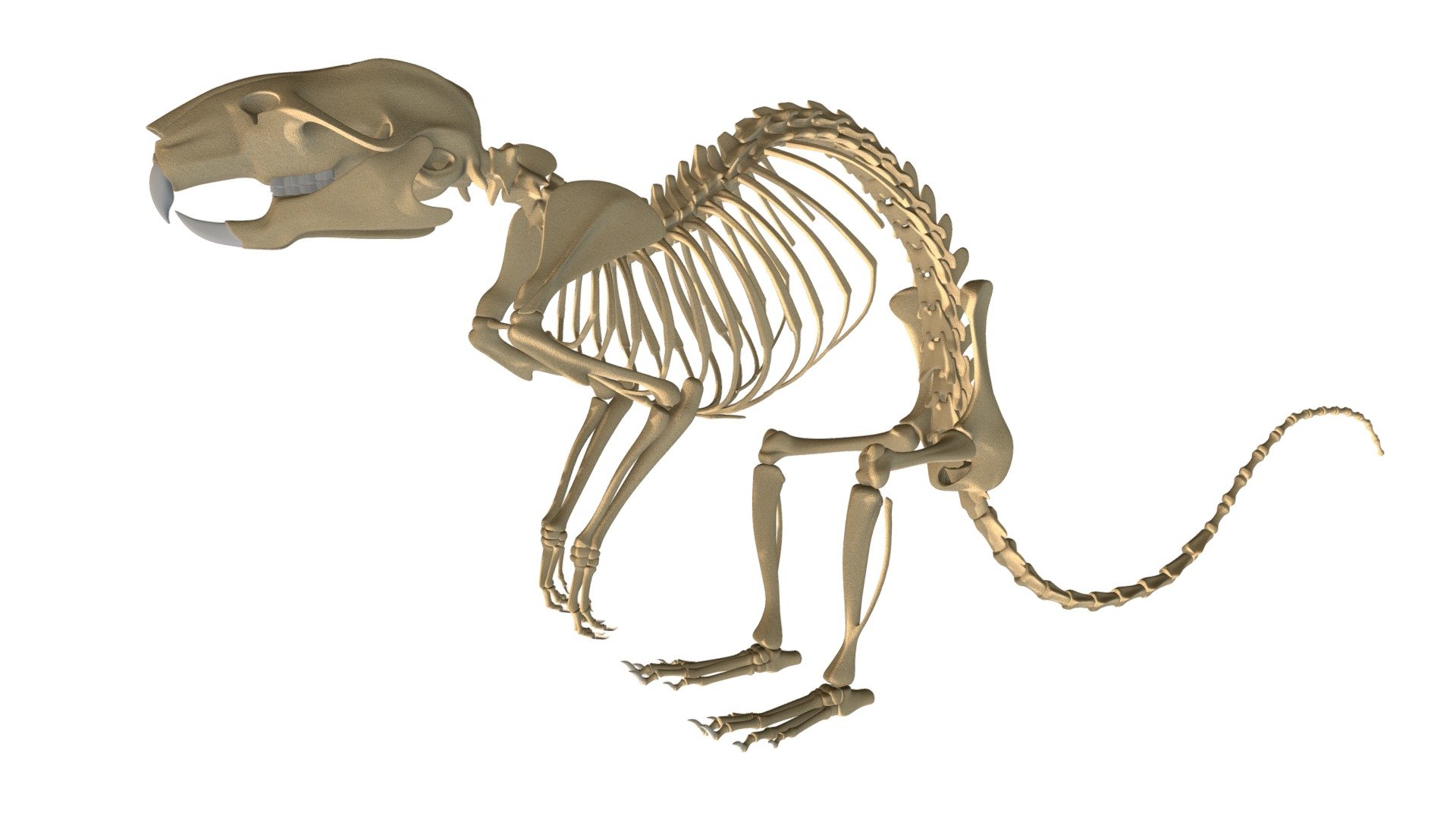 Rat skeleton 3D model 3d model