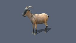 Goat goat, mammal, store, domestic-animal, animal, beautifulanimals