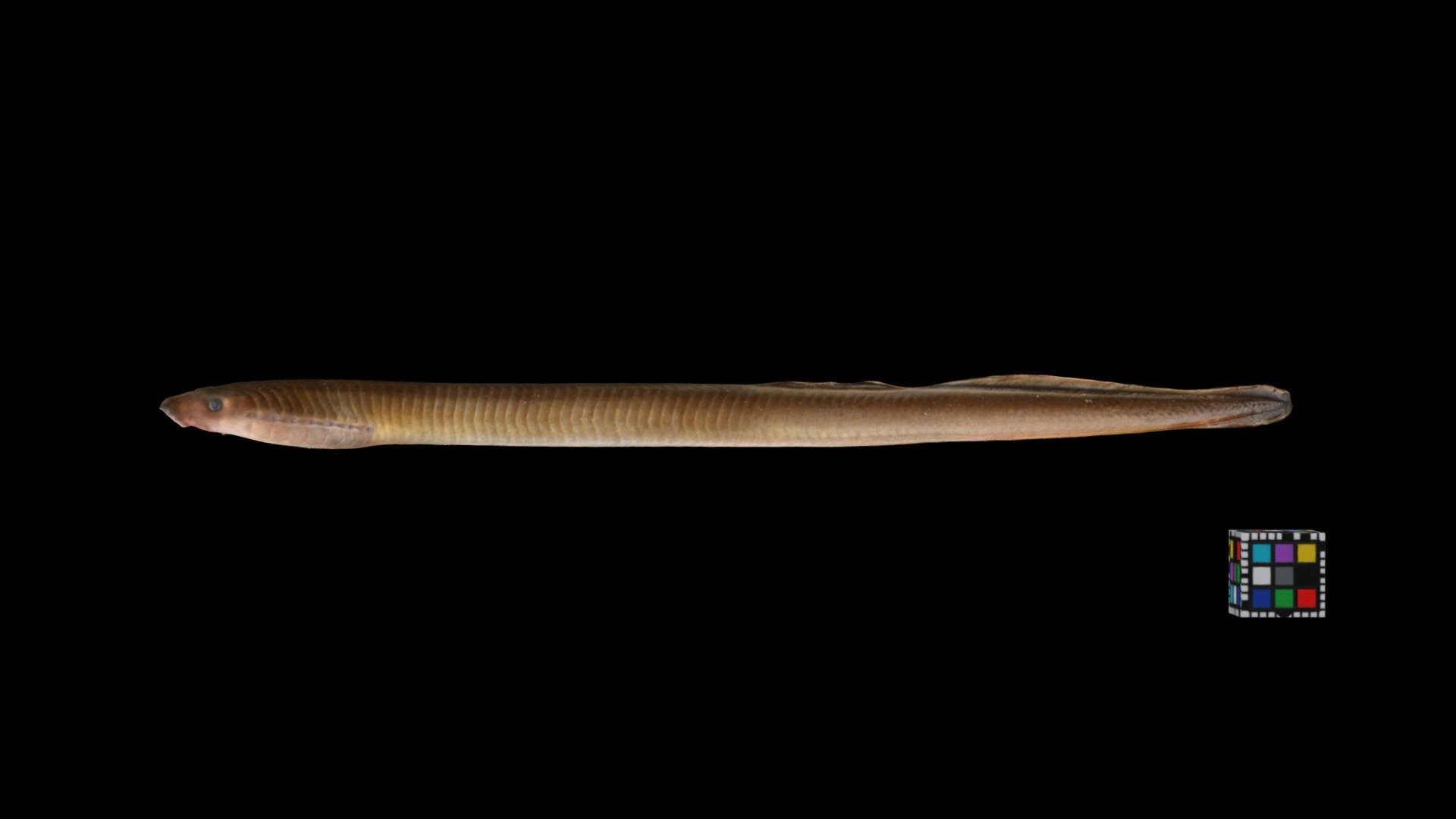 Lethenteron reissneri.
Far eastern brook lamprey, north type.
Aomori, Japan. 青森県.
Detail: https://ffish.asia/s/54814
 - スナヤツメ 北方種 Lamprey, Lethenteron sp. "North" - Download Free 3D model by ffish.asia / floraZia.com (@ffishAsia-and-floraZia) 3d model