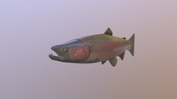 Steelhead Salmon