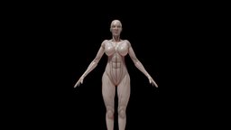 Female base mesh body, face, eye, base, neck, anatomy, humanoid, mesh, people, figure, back, basemesh, chest, muscle, muscles, parts, legs, feet, torso, ears, pieces, head, woman, part, bodypart, anatomystudy, tpose, boolean, multiple, anatomy-reference, base-mesh, anatomy-human, basemesh-female, female, human, hand, female-model