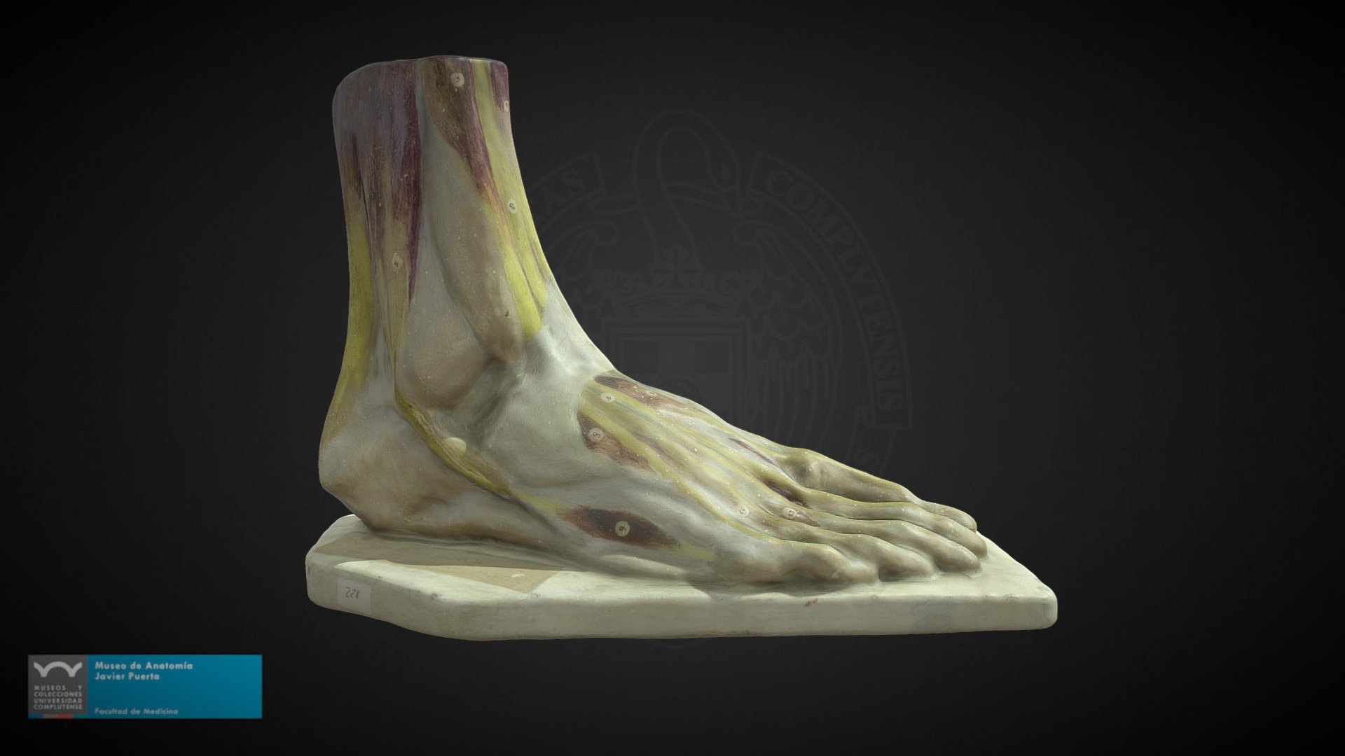 Modelo representando los músculos del pie. Figura original de escayola policromada conservada en el Museo de Anatomía &ldquo;Javier Puerta