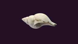 Fasciolaria apicina snail, pleistocene, fossil, gastropod, invertebrate, metashape, agisoft