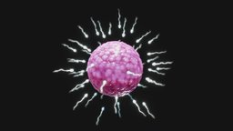 Human Fertilization of Sperm and Egg cell (Ovum)