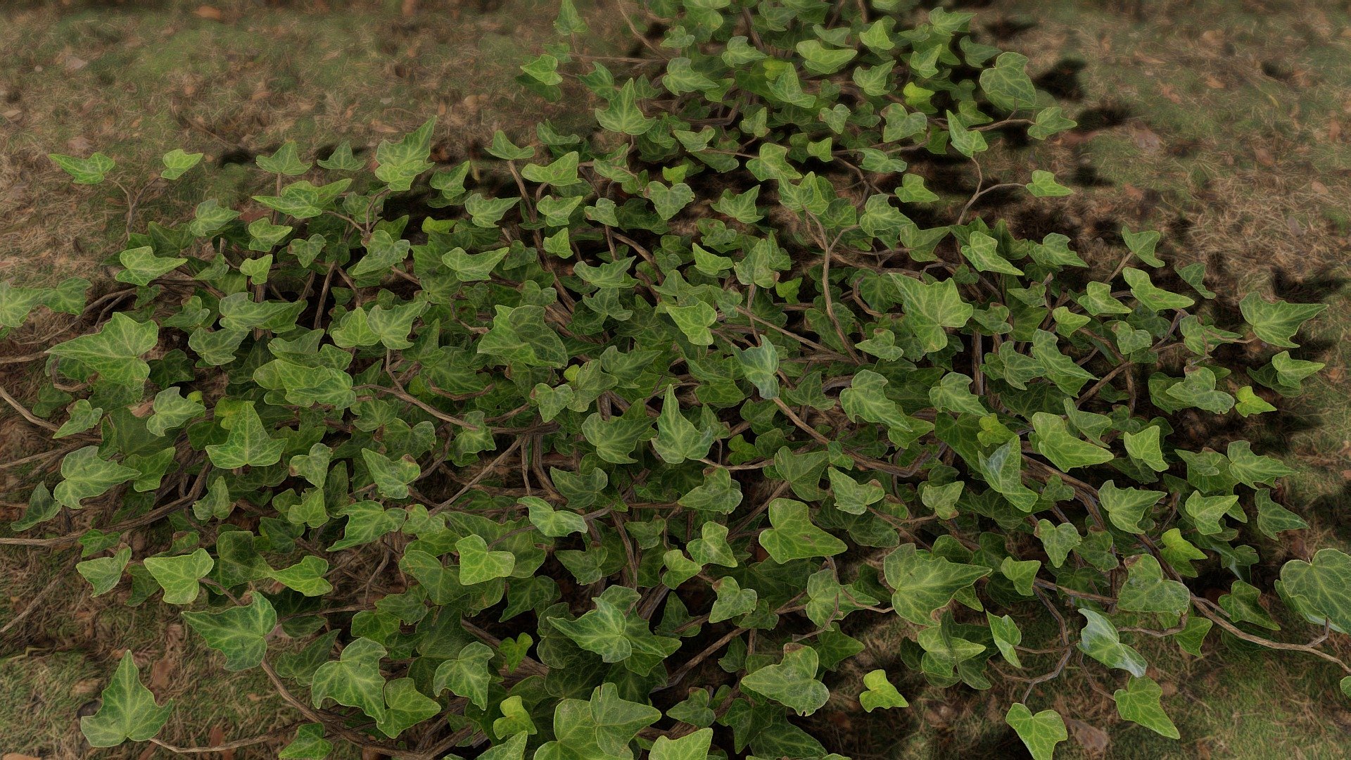 Low Poly Ground Ivy with 3 lods 3d model