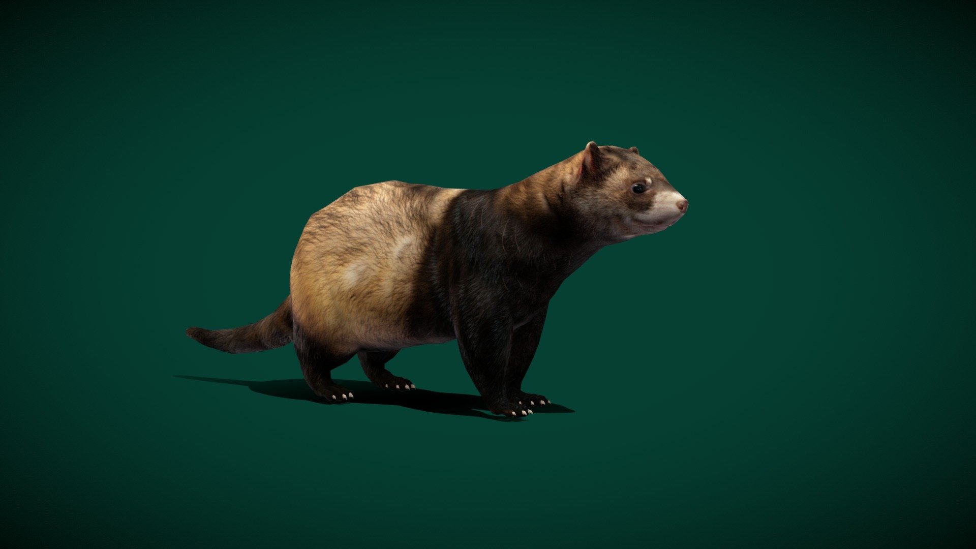 European polecat( black polecat, forest polecat ) common polecat

Mustela putorius Animal Mammal(weasel-like mammal)Tüskevár Foundation to Protect Wild and Exotic Animals in Taksony, Hungary

1 Draw Calls

LowPoly

Game Ready Asset

Subdivision Surface Ready

12- Animations

4K PBR Textures Material

Unreal FBX (Unreal 4,5 Plus)

Unity FBX

Blend File 3.6.5 LTS

USDZ File (AR Ready). Real Scale Dimension (Xcode ,Reality Composer, Keynote Ready)

Textures Files

GLB File (Unreal 5.1 Plus Native Support)


Gltf File ( Spark AR, Lens Studio(SnapChat) , Effector(Tiktok) , Spline, Play Canvas,Omiverse ) Compatible




Triangles -7600   



Faces -3834

Edges -7650

Vertices -3821

Diffuse, Metallic, Roughness , Normal Map ,Specular Map,AO,
The European-polecat, also known as the common polecat, black polecat and forest polecat, is a mustelid species native to western Eurasia and North Africa. It is of a generally dark brown colour, with a pale underbelly and a dark mask across the face - European Polecat (LowPoly) - Buy Royalty Free 3D model by Nyilonelycompany 3d model