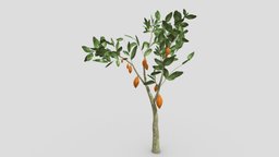 Cacao Tree(Orang Fruit)- 01 cacao-tree, 3d-cacaotree, lowpoly-cacao, 3d-lowpoly-cacao, cocoatree