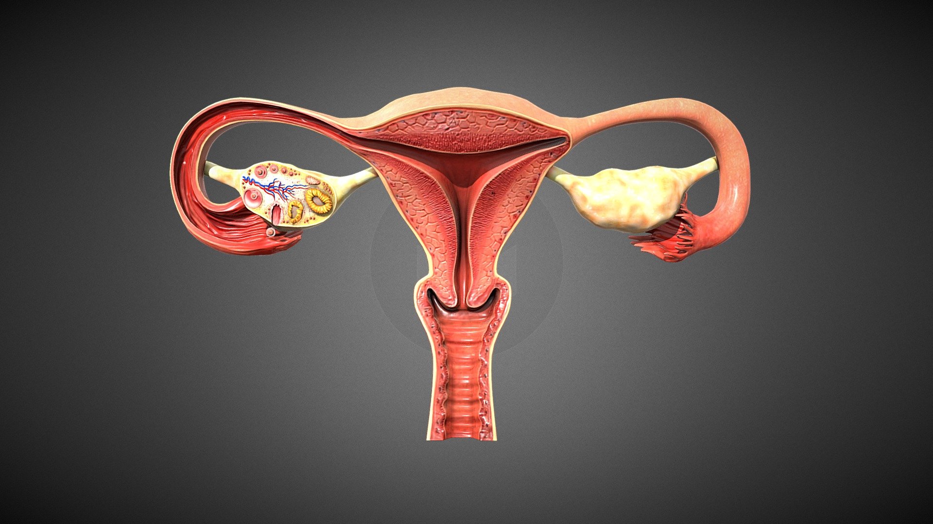 This model consists of Realistic looking of Female Reproductive System with High quality textures. These models are optimized to be compatible with AR,VR, Games, and 3D animation purposes. 

For Unity3d (Built-in, URP, HDRP) Ready Assets visit our Unity Asset Store Page

Enjoy and please rate the asset!

Contact us on for AR/VR related queries and development support

Gmail - designer@devdensolutions.com

Website

Twitter

Instagram

Facebook

Linkedin

Youtube - Female Reproductive System - Buy Royalty Free 3D model by Devden 3d model