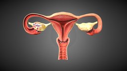 Female Reproductive System organs, reproductive_system, lowpolymodel, vrready, pbr-texturing, pbr-game-ready, pbr-materials, female, human, gameready, reproductive-system-organs, reproductive-system