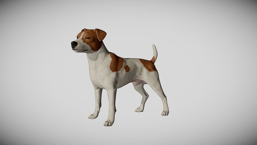 This model is designed for the next-gen real time engines using PBR technology, however it may be used with other renderers (i.e. mental ray, v-ray, etc). Fully textured, it has clean and efficient edge flow, following the anatomy of the dog. This model can be purchased HERE - Jack Russel - 3D model by alexlashko 3d model