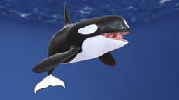 Orca orc, whale, anatomia, modo
