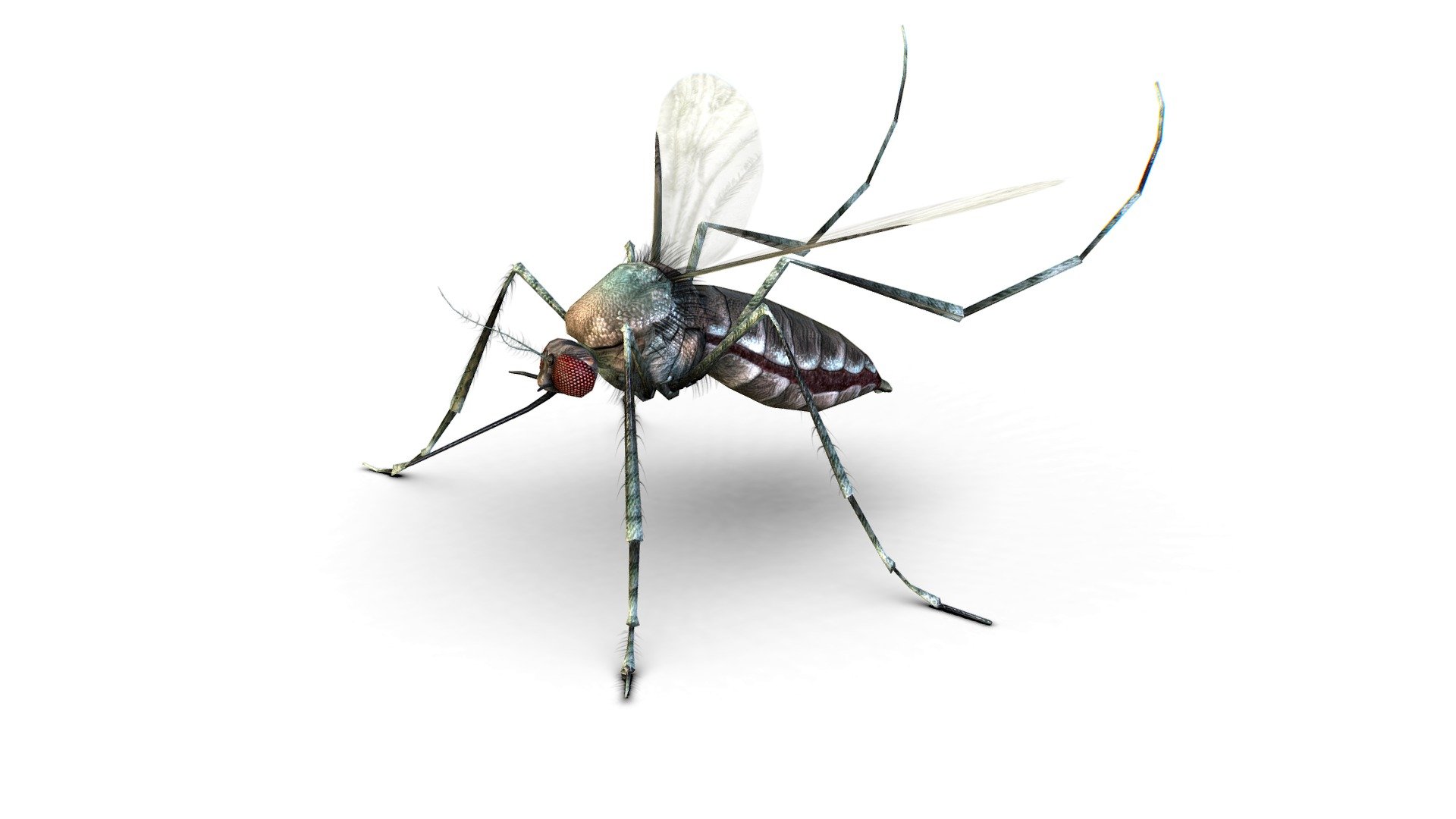 LowPoly Realistic Mosquito - 1024x1024 texture size (nirmal,difuse,specular) - LowPoly Big Realistic Mosquito - Buy Royalty Free 3D model by Oleg Shuldiakov (@olegshuldiakov) 3d model