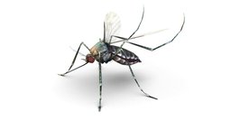 LowPoly Big Realistic Mosquito