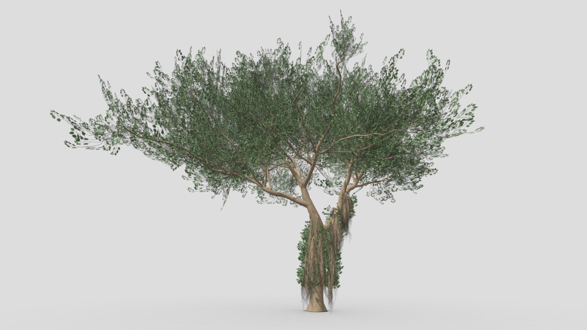 I try to work on Ficus Benjamina Tree to use this in your project. this is a low poly 3D model. Tree info: Ficus Benjamina, commonly known as weeping fig, benjamin fig, or ficus tree, and often sold in stores as just ficus, is a species of flowering plant in the family Moraceae, native to Asia and Australia. It is the official tree of Bangkok 3d model