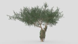 Ficus Benjamina Tree-S10 benjamin, 3dtree, ficus, unity, 3d, 3d-lowpoly-ficus-benjamina, 3d-benjamina, 3d-ficus-benjamina
