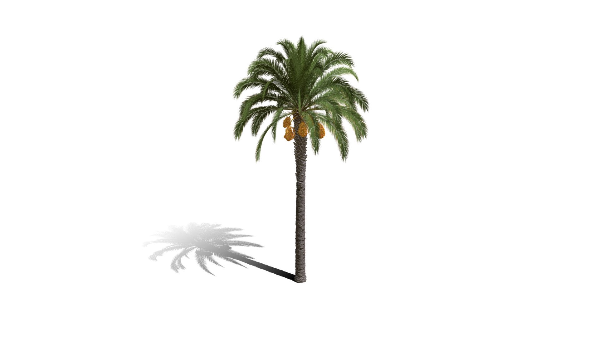 Model specs:





Species Latin name: Phoenix canariensis




Species Common name: Canary Island date palm




Preset name: Urban 1 mat 100




Maturity stage: Old




Health stage: Thriving




Season stage: Spring




Leaves count: 38538




Height: 15.4 meters




LODs included: Yes




Mesh type: static




Vertex colors: (R) Material blending, (A) Ambient occlusion



Better used for Hi Poly workflows!

Species description:





Origin: Africa




Biomes: Savana,Scrubland,Desert




Climatic Zones: Mediterranean,Subtropical,Tropical




Plant type: Palm



This PlantCatalog mesh was exported at 40% of its maximum mesh resolution. With the full PlantCatalog, customize hundreds of procedural models + apply wind animations + convert to native shaders and a lot more: https://info.e-onsoftware.com/plantcatalog/ - Realistic HD Canary Island date palm (10/40) - Buy Royalty Free 3D model by PlantCatalog 3d model