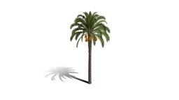 Realistic HD Canary Island date palm (10/40) trees, tree, plant, plants, africa, palm, desert, outdoor, foliage, nature, savana, scrubland