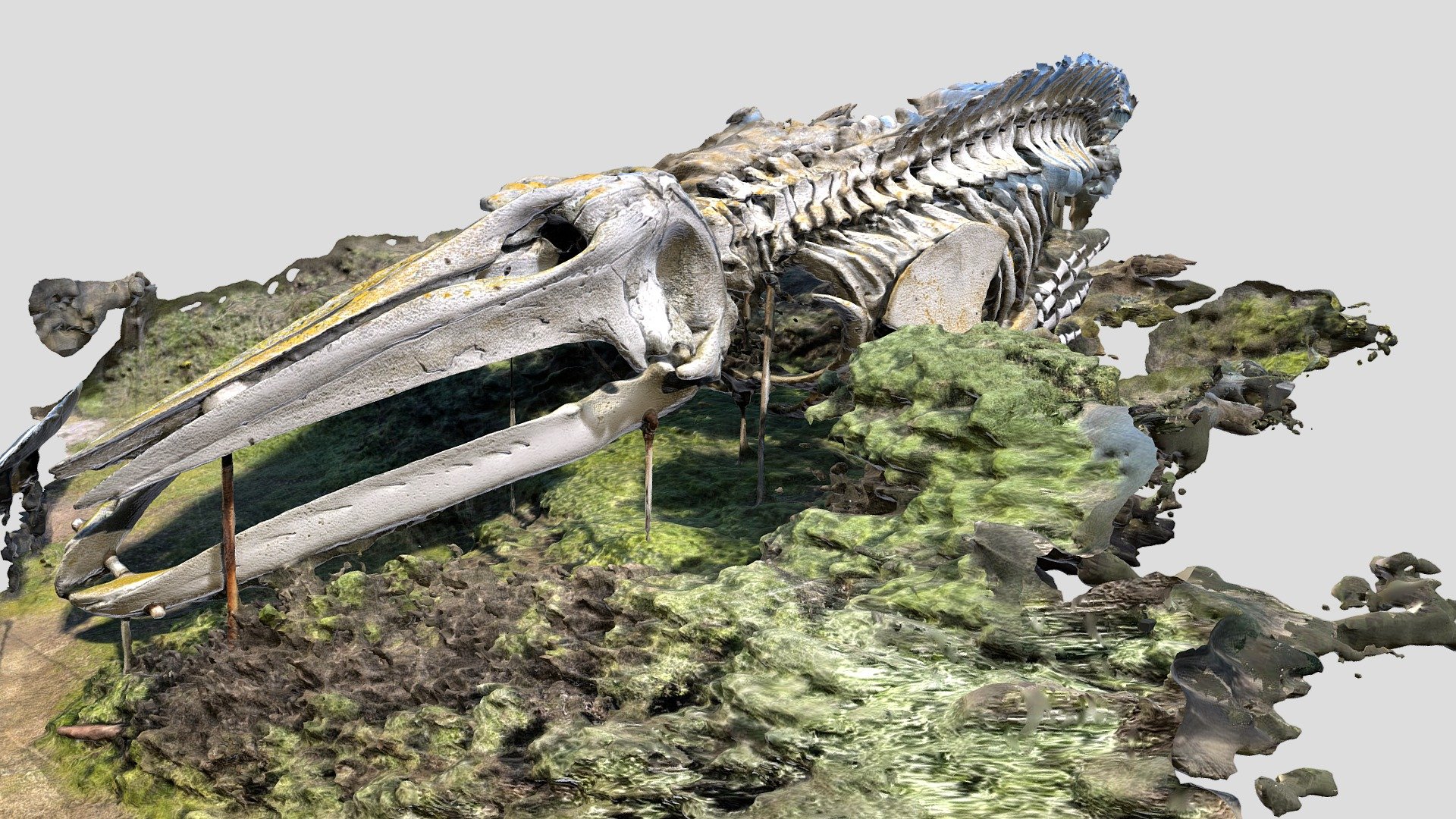 Grey Whale skeleton outside the Long Marine Laboratory of the University of California, Santa Cruz.

https://seymourcenter.ucsc.edu/ - Gray Whale_Skeleton Display_1 - Buy Royalty Free 3D model by MADD Designs (@TDModel) 3d model