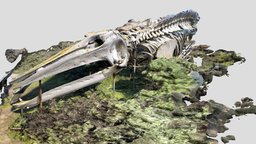 Gray Whale_Skeleton Display_1 mammal, gray, whale, santacruz, whale-bone, oceanlife, photoscan, noai