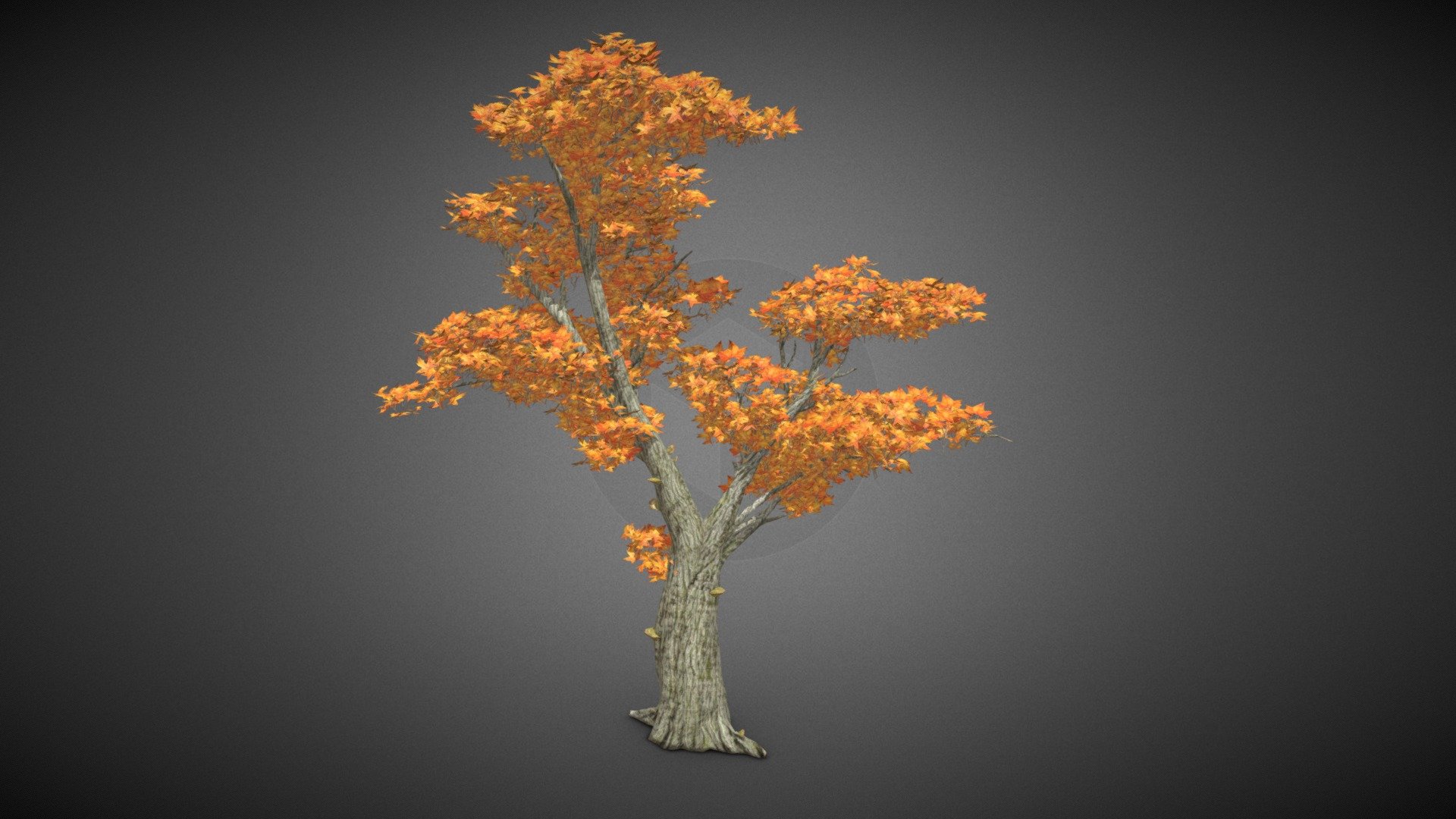 Tree Maple Leaf - Tree Maple Leaf - Buy Royalty Free 3D model by misitewang 3d model